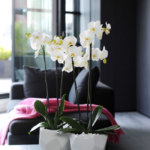 Белые пластмассовые горшки для орхидей в форме неправильных многогранников